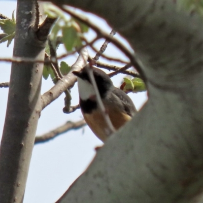 Pachycephala rufiventris (Rufous Whistler) at Fyshwick, ACT - 19 Sep 2020 by RodDeb