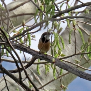 Pachycephala rufiventris at Fyshwick, ACT - 19 Sep 2020 12:59 PM