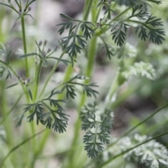 Daucus glochidiatus (Australian Carrot) at Illilanga & Baroona - 19 Sep 2020 by Illilanga