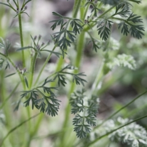 Daucus glochidiatus at Michelago, NSW - 19 Sep 2020