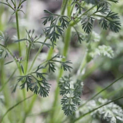 Daucus glochidiatus (Australian Carrot) at Michelago, NSW - 19 Sep 2020 by Illilanga