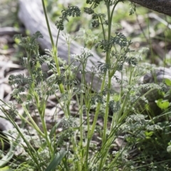 Daucus glochidiatus at Michelago, NSW - 19 Sep 2020 03:15 PM