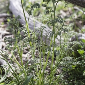 Daucus glochidiatus at Michelago, NSW - 19 Sep 2020