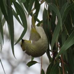 Ptilotula penicillata (White-plumed Honeyeater) at Jerrabomberra Wetlands - 19 Sep 2020 by RodDeb