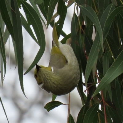 Ptilotula penicillata (White-plumed Honeyeater) at Fyshwick, ACT - 19 Sep 2020 by RodDeb