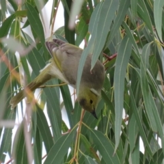 Ptilotula penicillata at Fyshwick, ACT - 19 Sep 2020