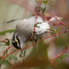 Caligavis chrysops (Yellow-faced Honeyeater) at Fyshwick, ACT - 19 Sep 2020 by RodDeb