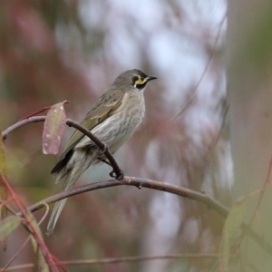 Caligavis chrysops at Fyshwick, ACT - 19 Sep 2020