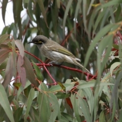 Caligavis chrysops at Fyshwick, ACT - 19 Sep 2020