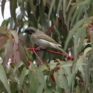 Caligavis chrysops at Fyshwick, ACT - 19 Sep 2020 11:33 AM