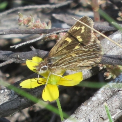 Herimosa albovenata (White-veined Sand-skipper) by Christine