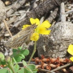 Herimosa albovenata at suppressed - suppressed