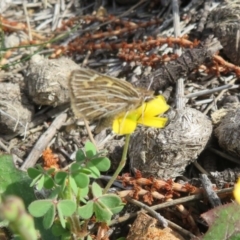 Herimosa albovenata at suppressed - 19 Sep 2020