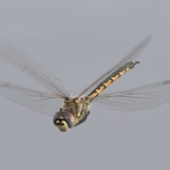 Hemicordulia tau (Tau Emerald) at Michelago, NSW - 19 Sep 2020 by Illilanga