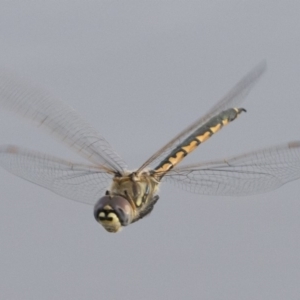 Hemicordulia tau at Michelago, NSW - 19 Sep 2020