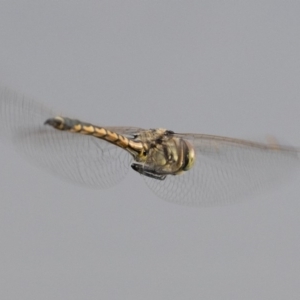 Hemicordulia tau at Michelago, NSW - 19 Sep 2020