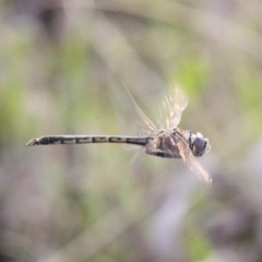 Hemicordulia tau at Michelago, NSW - 19 Sep 2020