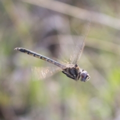 Hemicordulia tau at Michelago, NSW - 19 Sep 2020