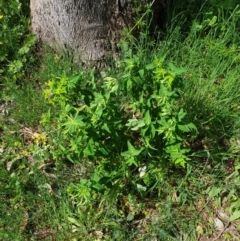 Euphorbia sp. at Jack Perry Reserve - 18 Sep 2020 by ClaireSee