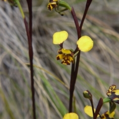 Diuris pardina (Leopard Doubletail) at Mount Majura - 18 Sep 2020 by ClubFED