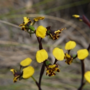 Diuris pardina at Downer, ACT - suppressed