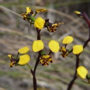 Diuris pardina at Downer, ACT - suppressed