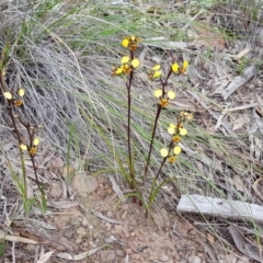 Diuris pardina at Downer, ACT - suppressed