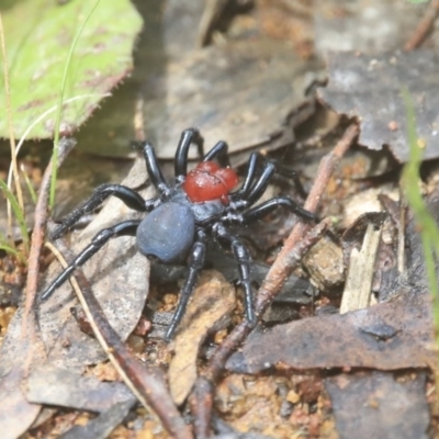 Missulena occatoria (Red-headed Mouse Spider) at Holt, ACT - 20 Sep 2020 by AlisonMilton