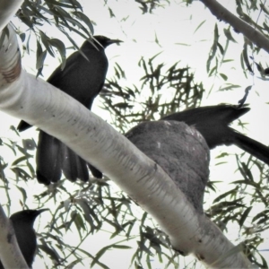 Corcorax melanorhamphos at Tharwa, ACT - 20 Sep 2020