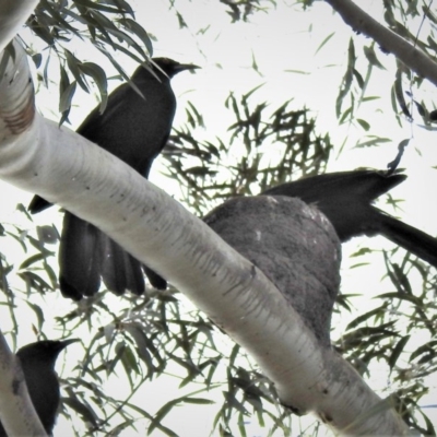 Corcorax melanorhamphos (White-winged Chough) at Gigerline Nature Reserve - 20 Sep 2020 by JohnBundock