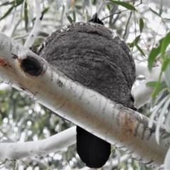 Corcorax melanorhamphos at Tharwa, ACT - 20 Sep 2020