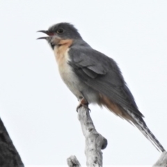 Cacomantis flabelliformis (Fan-tailed Cuckoo) at Namadgi National Park - 20 Sep 2020 by JohnBundock