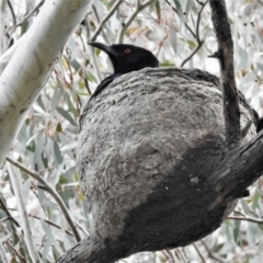 Corcorax melanorhamphos (White-winged Chough) at Namadgi National Park - 20 Sep 2020 by JohnBundock