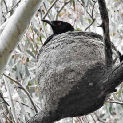 Corcorax melanorhamphos (White-winged Chough) at Namadgi National Park - 20 Sep 2020 by JohnBundock