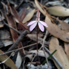 Caladenia fuscata (Dusky Fingers) at Carwoola, NSW - 20 Sep 2020 by Zoed