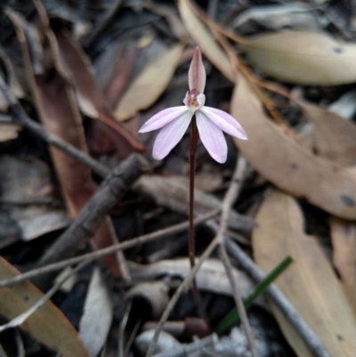 Caladenia fuscata (Dusky Fingers) at Carwoola, NSW - 20 Sep 2020 by Zoed