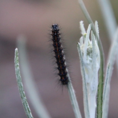 Nyctemera amicus (Senecio Moth, Magpie Moth, Cineraria Moth) at Red Hill to Yarralumla Creek - 20 Sep 2020 by LisaH