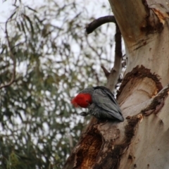 Callocephalon fimbriatum (Gang-gang Cockatoo) at Hughes, ACT - 20 Sep 2020 by LisaH