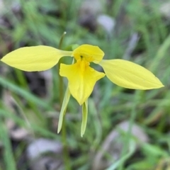 Diuris chryseopsis (Golden Moth) at Hughes, ACT - 20 Sep 2020 by LisaH