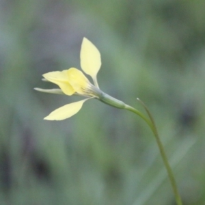 Diuris chryseopsis at Hughes, ACT - suppressed