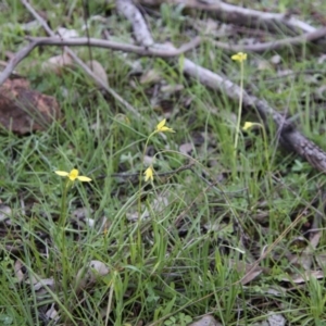 Diuris chryseopsis at Hughes, ACT - suppressed