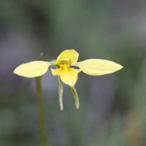 Diuris chryseopsis at Hughes, ACT - suppressed