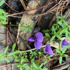 Unidentified Other Wildflower or Herb at Coree, ACT - 20 Sep 2020 by KL