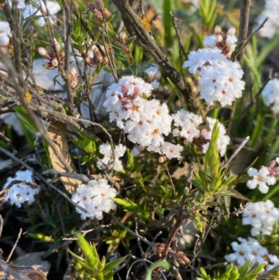 Leucopogon virgatus (Common Beard-heath) at Coree, ACT - 20 Sep 2020 by KL