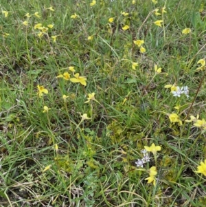 Diuris chryseopsis at Coree, ACT - suppressed