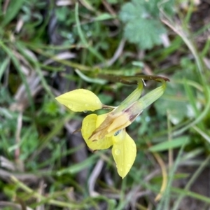 Diuris chryseopsis at Coree, ACT - suppressed