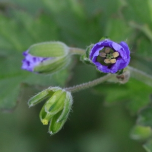 Erodium crinitum at O'Connor, ACT - 19 Sep 2020