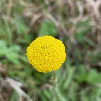 Craspedia variabilis (Common Billy Buttons) at Coree, ACT - 20 Sep 2020 by KL