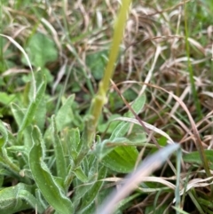 Craspedia variabilis at Coree, ACT - suppressed