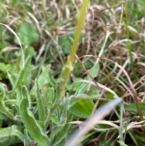 Craspedia variabilis at Coree, ACT - 20 Sep 2020